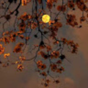 Meet your Posher, Brooklyn